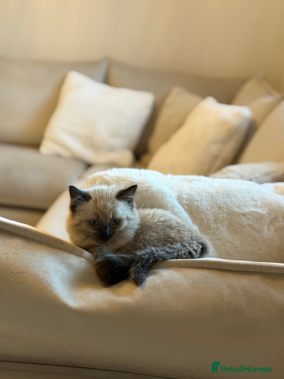 Ragdoll cats for sale: Pure Ragdol kitten - Advert 5