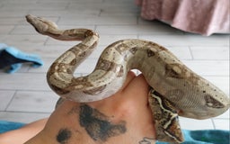 Boa Snake reptiles for sale: Hog island boas. One male one female. - Image 2