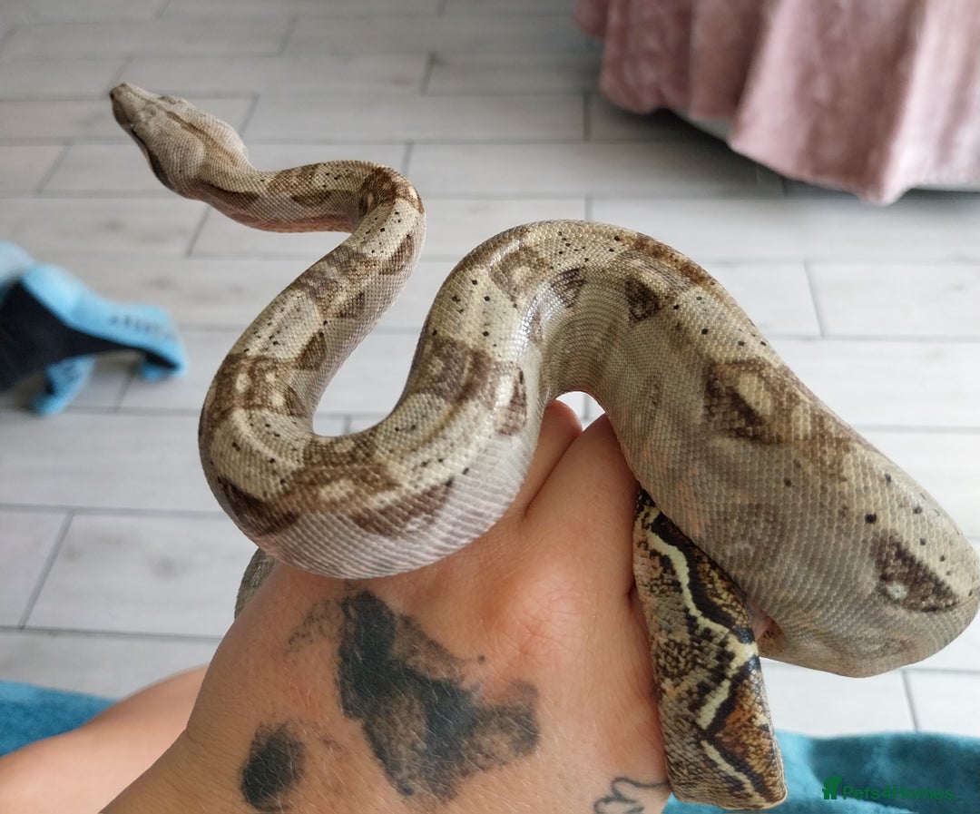 Boa Snake reptiles for sale: Hog island boas. One male one female. - Image 2