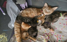 British Shorthair cats for sale: Beautiful kittens  - Image 6