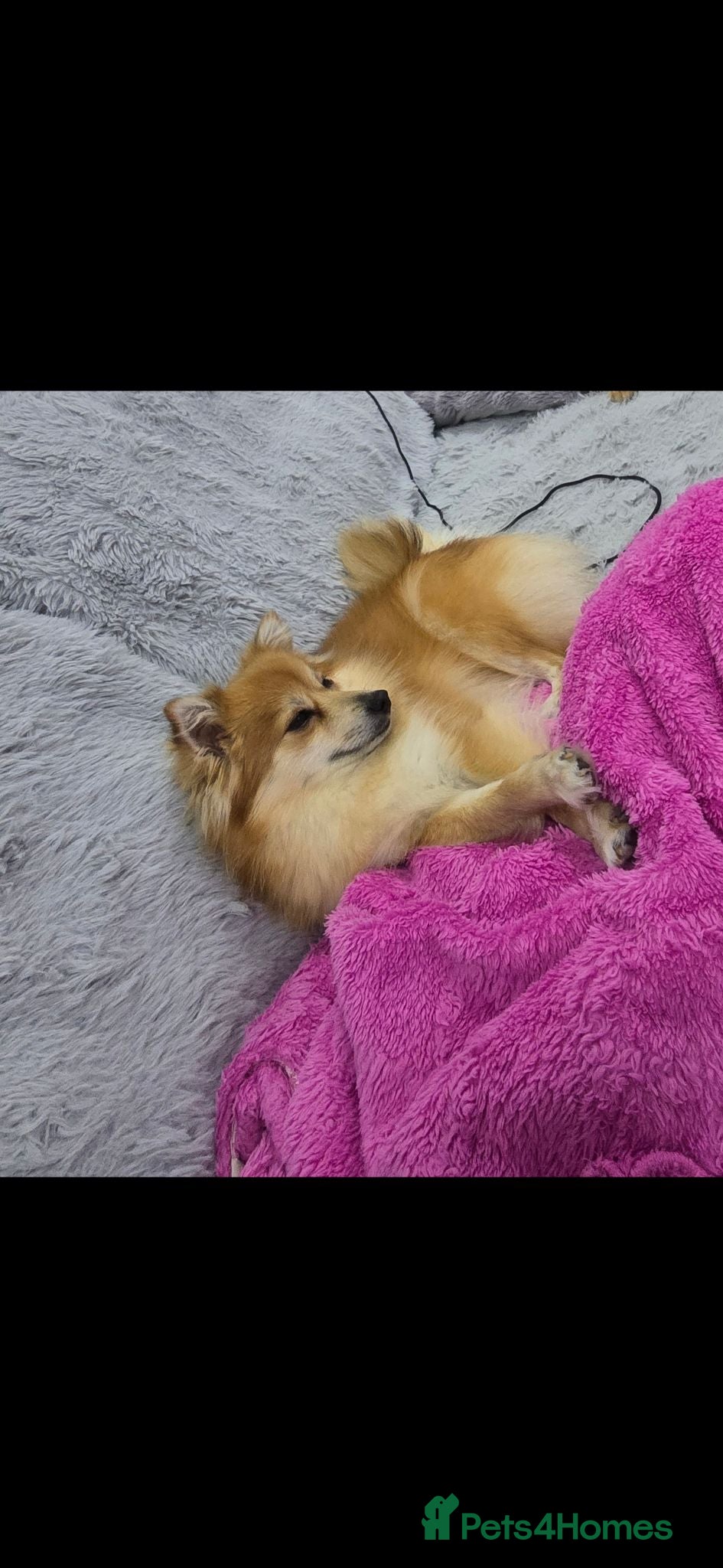 Pomeranian dogs Gorgeous pomeranian puppies  - Advert 2
