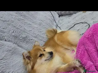 Pomeranian dogs Gorgeous pomeranian puppies - Advert 1