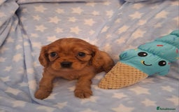 Cavalier King Charles Spaniel dogs for sale: Kc reg health tested parents 🩷💙 - Image 2