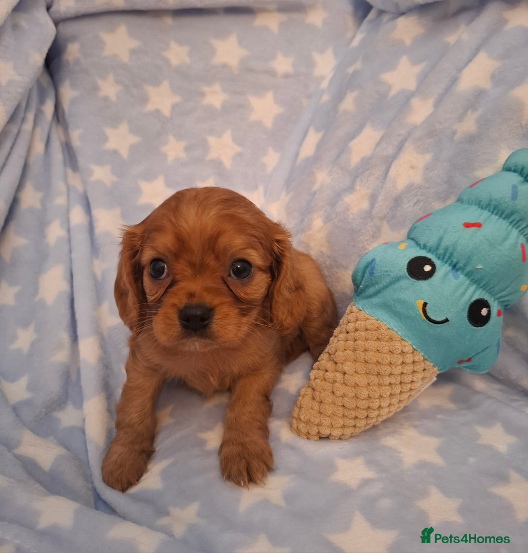 Cavalier King Charles Spaniel dogs for sale: Kc reg health tested parents 🩷💙 - Image 2