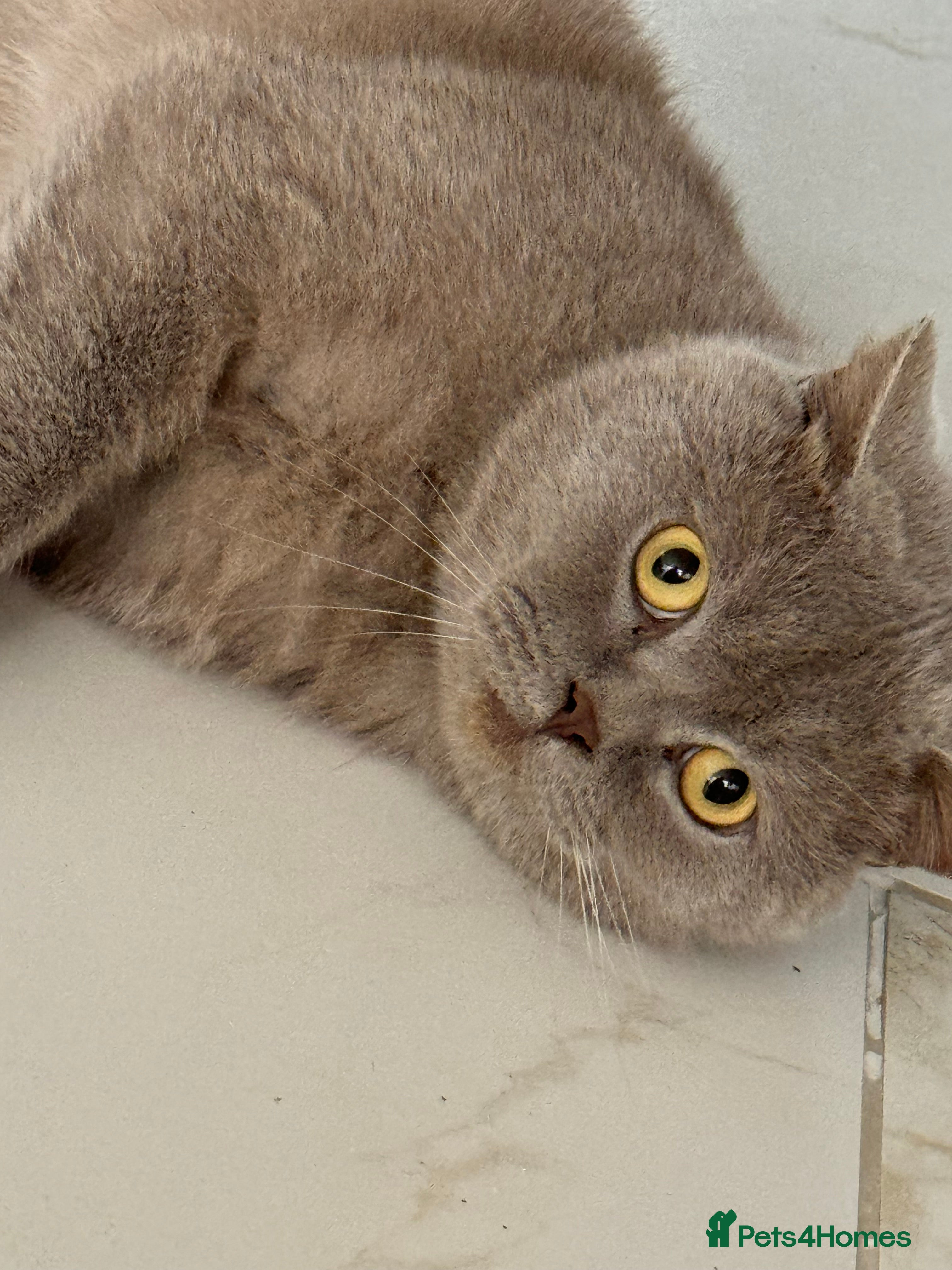 British Shorthair cats 3 year old british short hair, male - Advert 3
