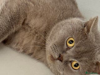 British Shorthair cats 3 year old british short hair, male - Advert 9