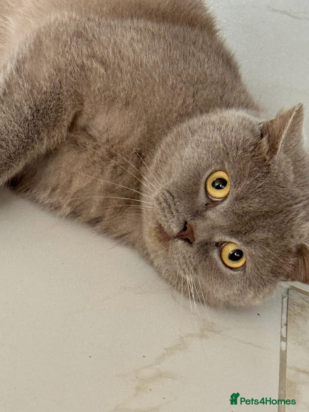 British Shorthair cats for sale: 3 year old british short hair, male - Advert 1