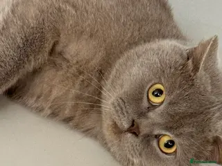 British Shorthair cats 3 year old british short hair, male - Advert 11