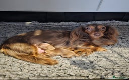 Miniature Dachshund dogs for sale: Lovely Longhaired Red Boy Available - Image 2