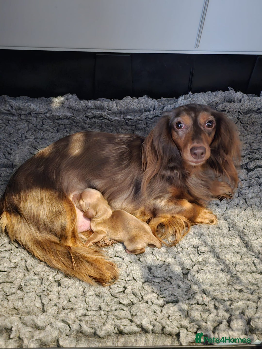 Miniature Dachshund dogs for sale: Lovely Longhaired Red Boy Available - Image 2