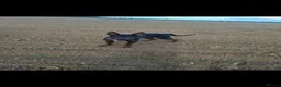 Chinese Red Dog dogs for sale: Chinese Red Dog for sale with heavy heart 💔 - Advert 27