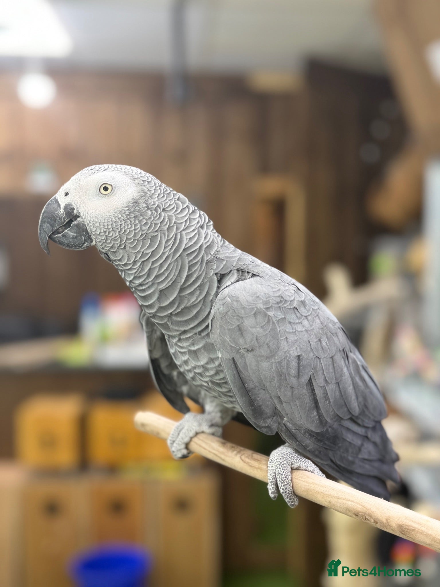 Parakeets birds African grey tamed and talk - Advert 2