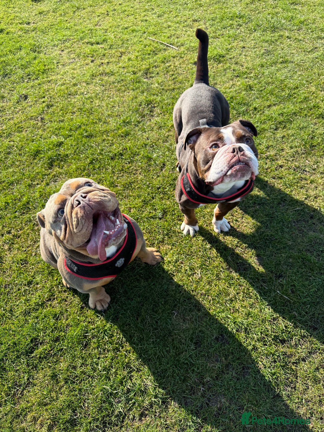 English Bulldog dogs for sale: Rocco the English Bulldog - Image 5