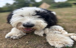 Sheepadoodle dogs for sale: Sheepadoodle puppies F1 - Image 14