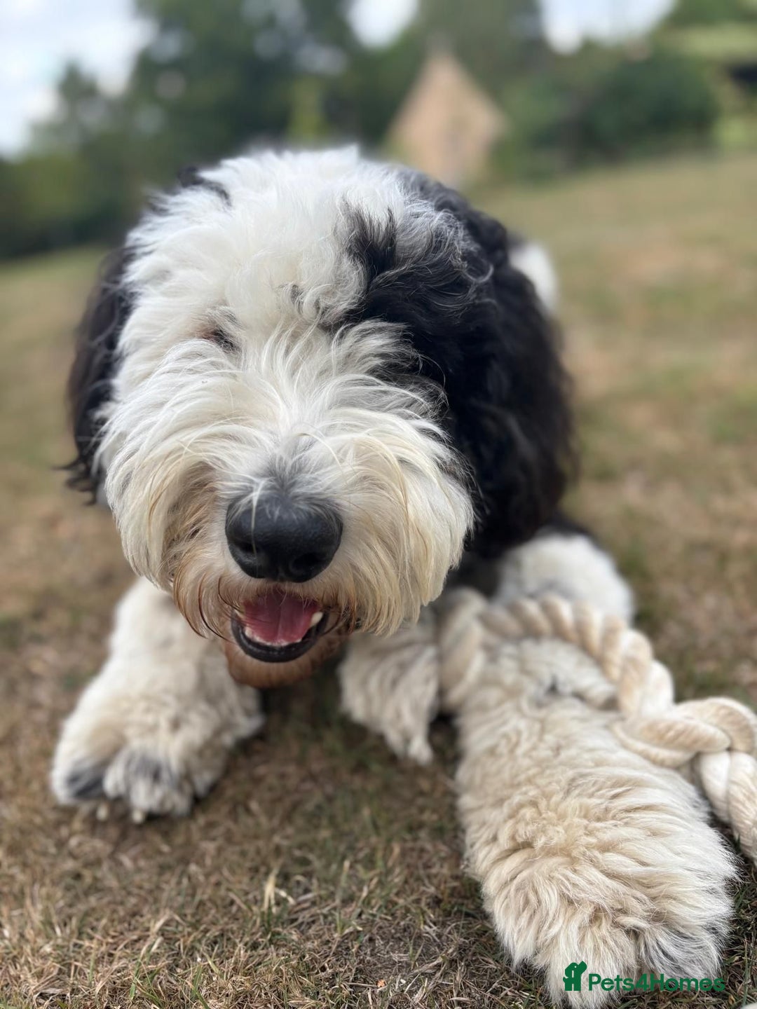 Sheepadoodle dogs for sale: Sheepadoodle puppies F1 - Image 14