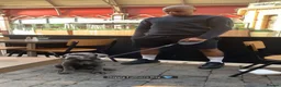 Cane Corso dogs for stud: Blue Cane Corso 75kg / Proven Stud - Advert 16
