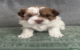 Shihpoo dogs for sale: Beautiful Red and White Parti Shipoo Girls  - Image 3