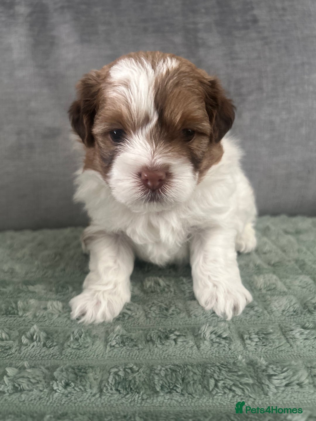 Shihpoo dogs for sale: Beautiful Red and White Parti Shipoo Girls  - Image 3