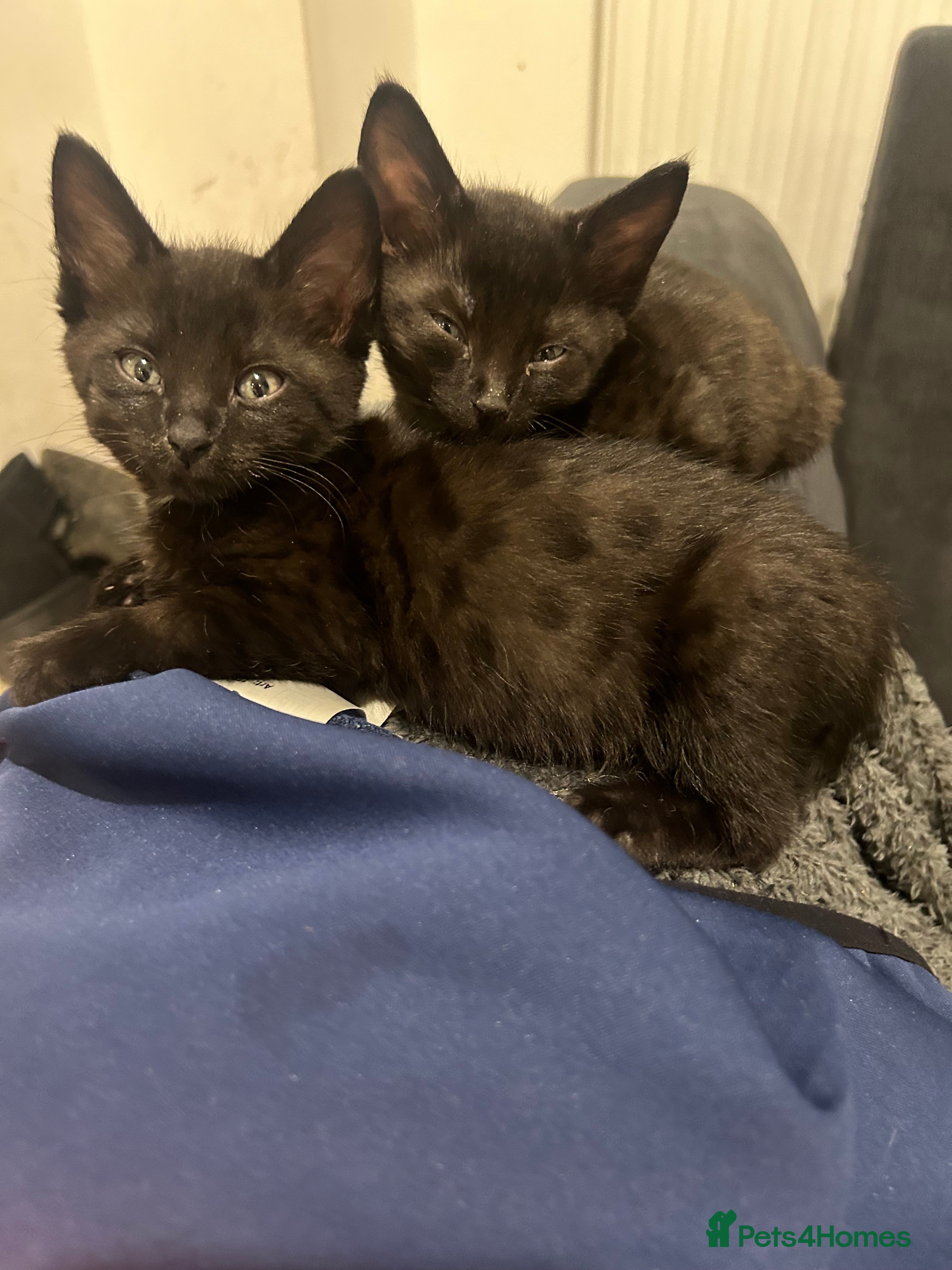 Savannah cats 2 black smoke savanna f3 - Advert 14