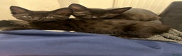 Savannah cats for sale: 2 black smoke savanna f3 - Advert 1