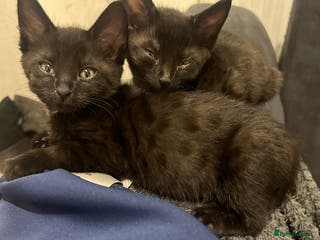 Savannah cats 2 black smoke savanna f3 - Advert 14