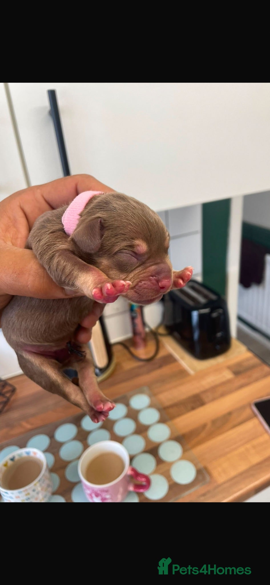 Mixed Breed dogs 7 Beautiful French wiener pups  - Advert 11