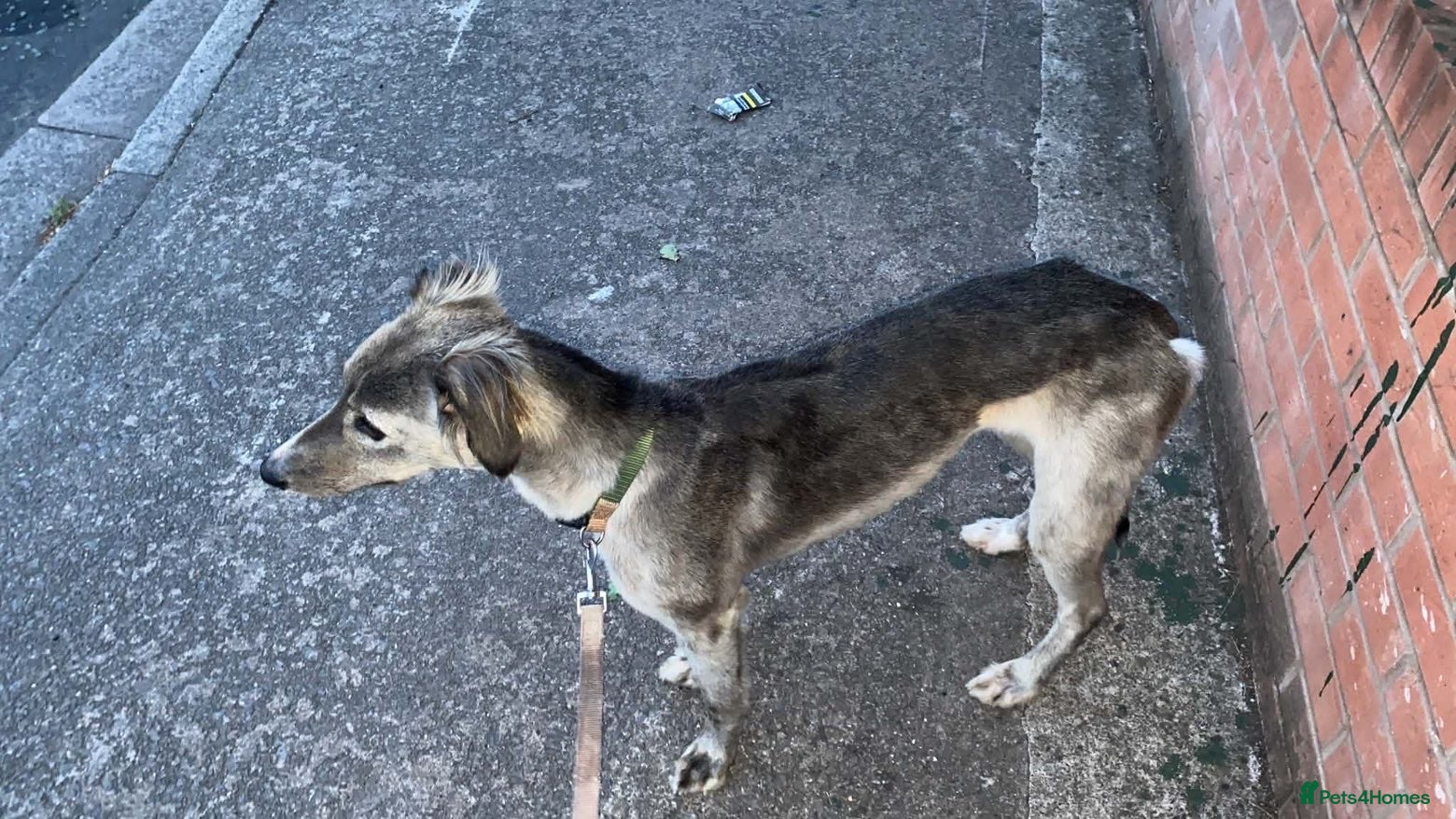 Mixed Breed dogs Saluki greyhound pup - Advert 1