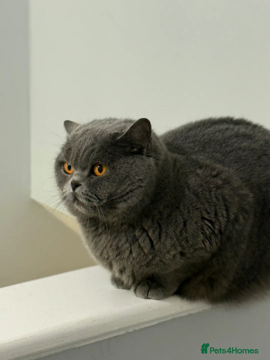 British Shorthair cats for sale: Beautiful female for rehome  - Advert 4