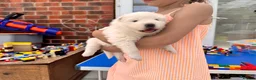 Samoyed dogs for sale: Bundle of joy 3 Puppy - Advert 20