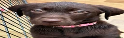 Labrador Retriever dogs for sale: Beautiful Chocolate Labrador Puppies - 09/03/2026 - Advert 2