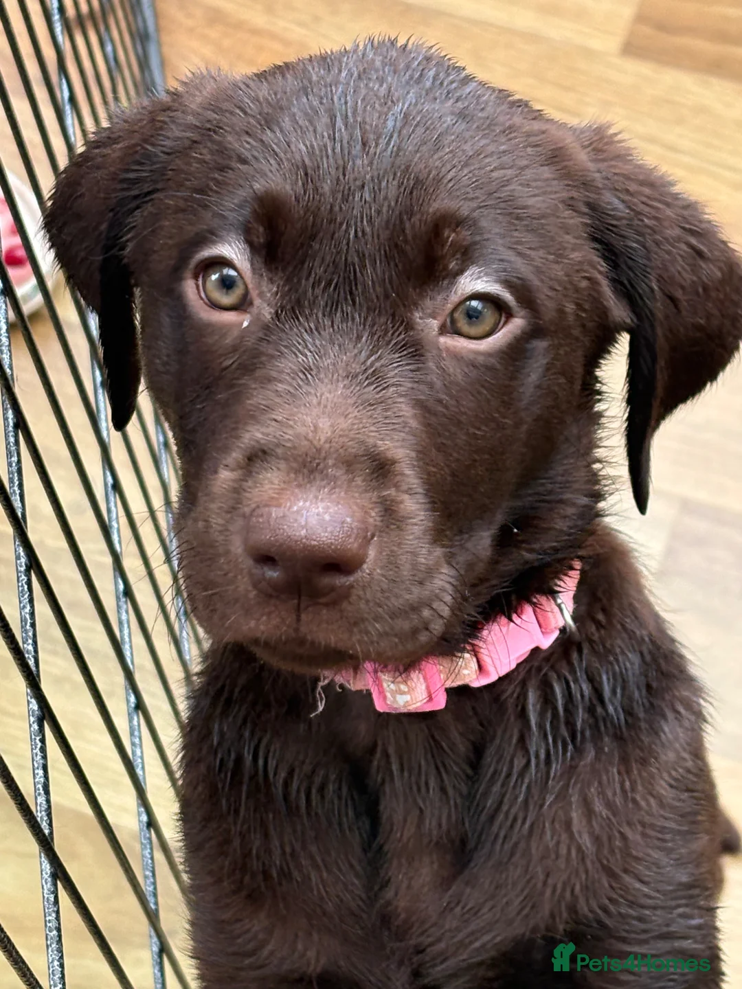 Labrador Retriever dogs for sale: Beautiful Chocolate Labrador Puppies - 09/03/2026 - Advert 2