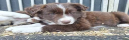 Border Collie dogs for sale: Beautiful fluffy Collie Pups for Sale - Advert 8