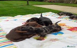 Miniature Dachshund dogs for sale: Miniature dachshounds  - Image 5
