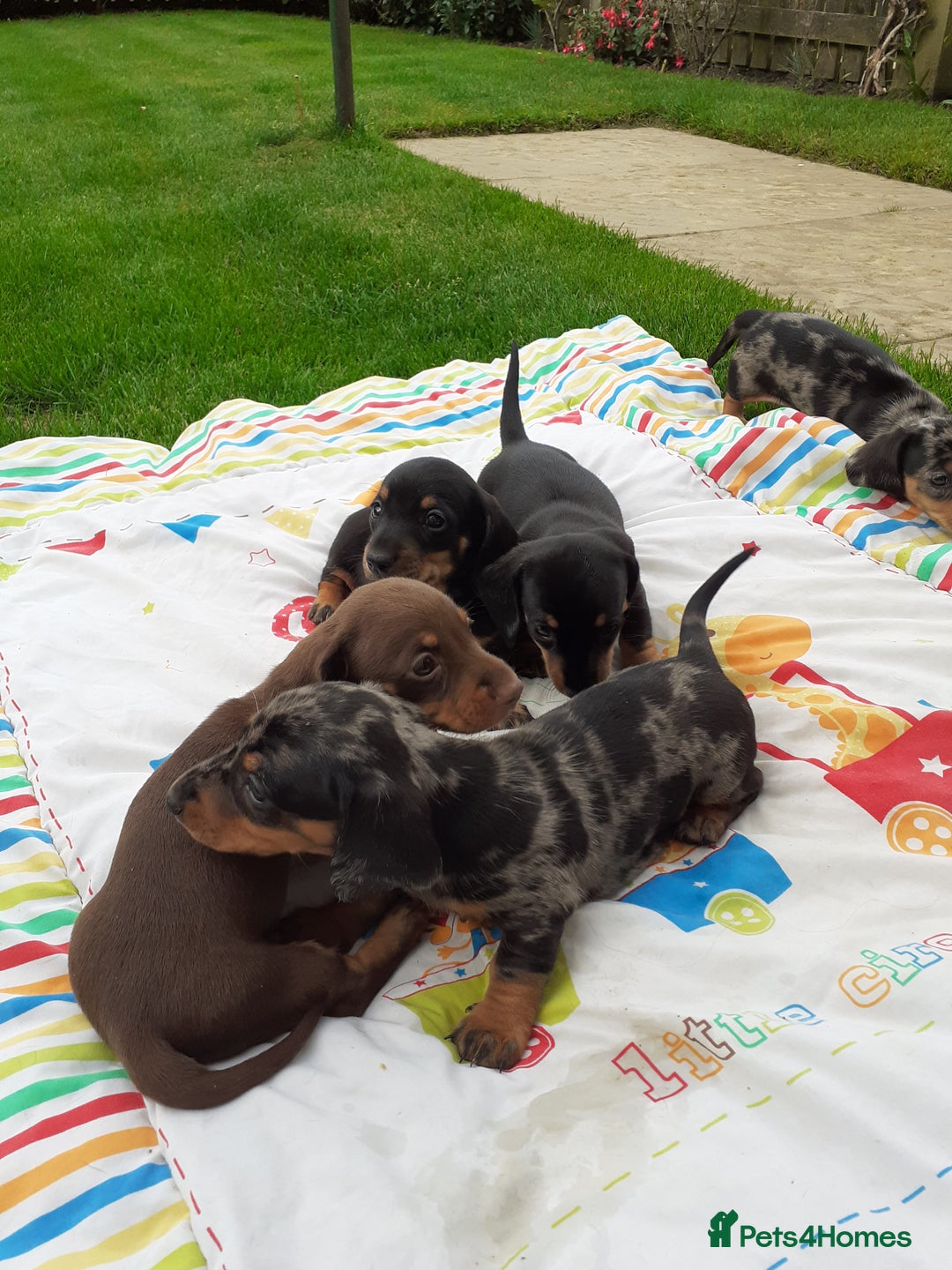 Miniature Dachshund dogs for sale: Miniature dachshounds  - Image 5