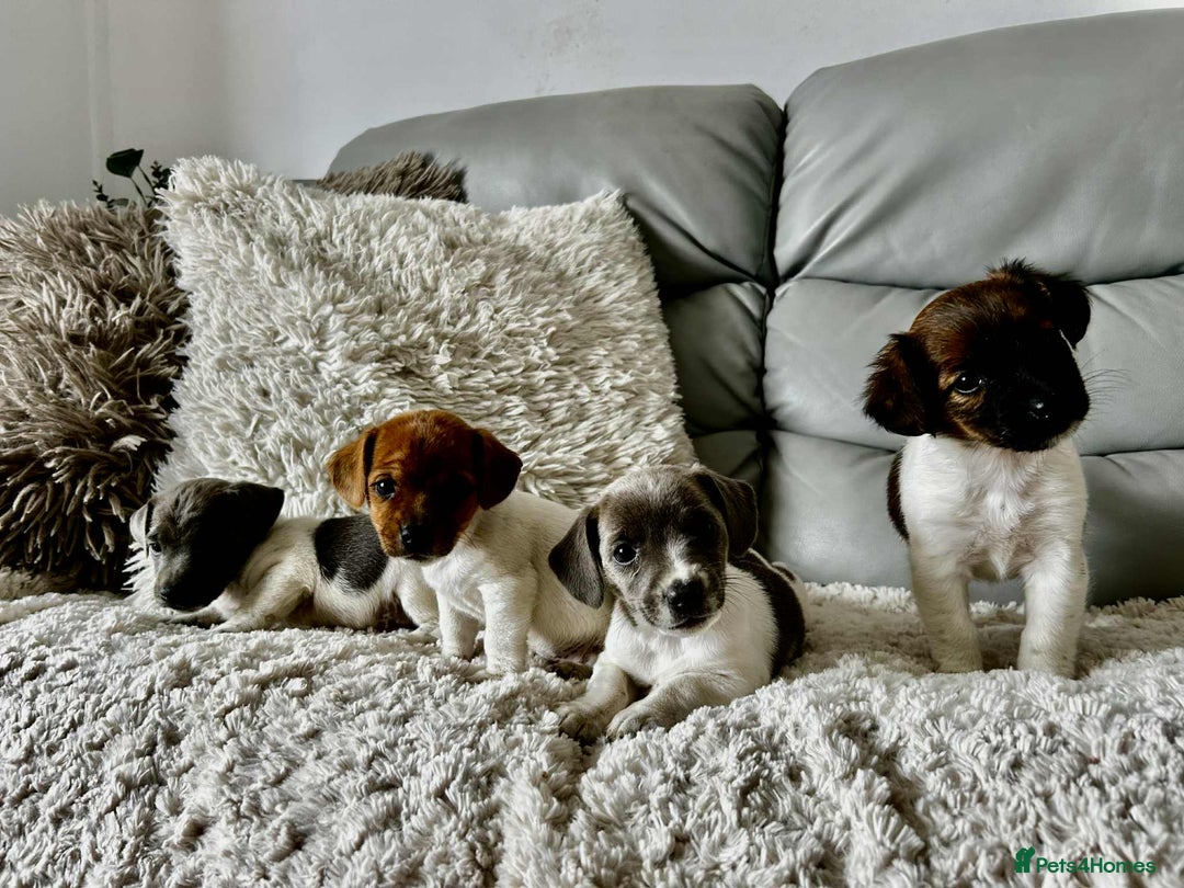 Jack Russell dogs for sale: Jack Russell puppies  - Image 2