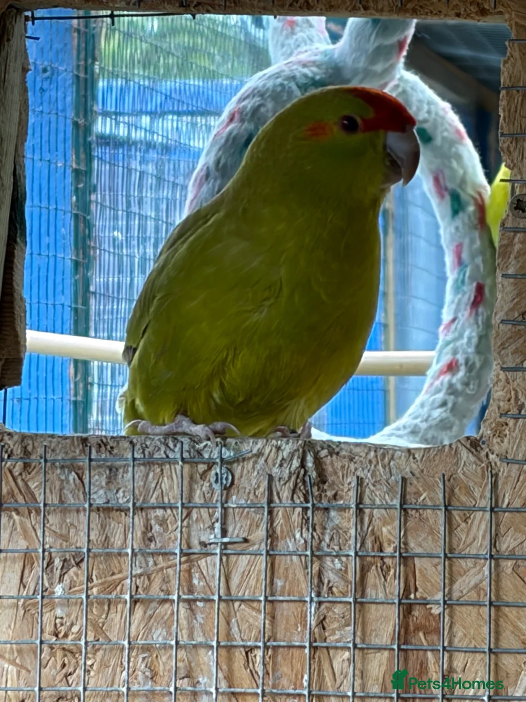 Budgerigars birds for sale: Kakarikis young pair  - Advert 2