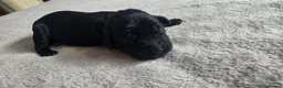 Labrador Retriever dogs for sale: Labrador puppies seeking loving homes. - Advert 5