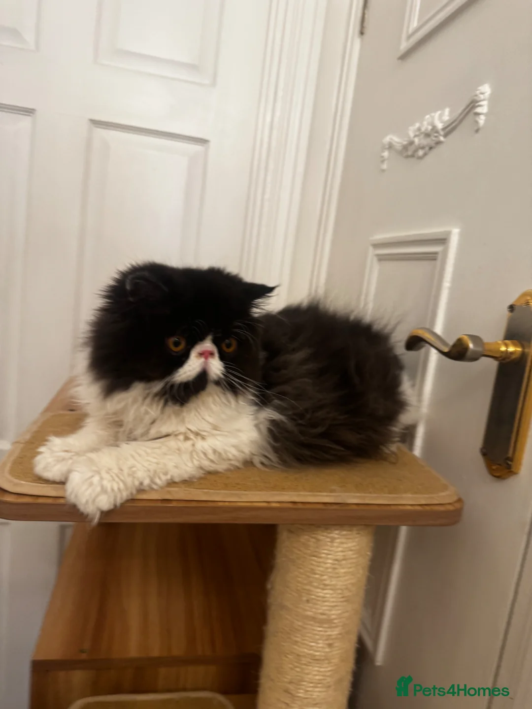 Persian cats for sale: PUREBRED PERSIAN KITTEN FOR SALE - Advert 1