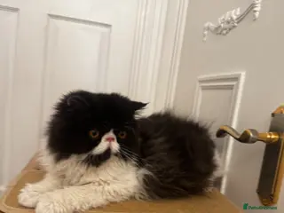 Persian cats PUREBRED PERSIAN KITTEN FOR SALE - Advert 2