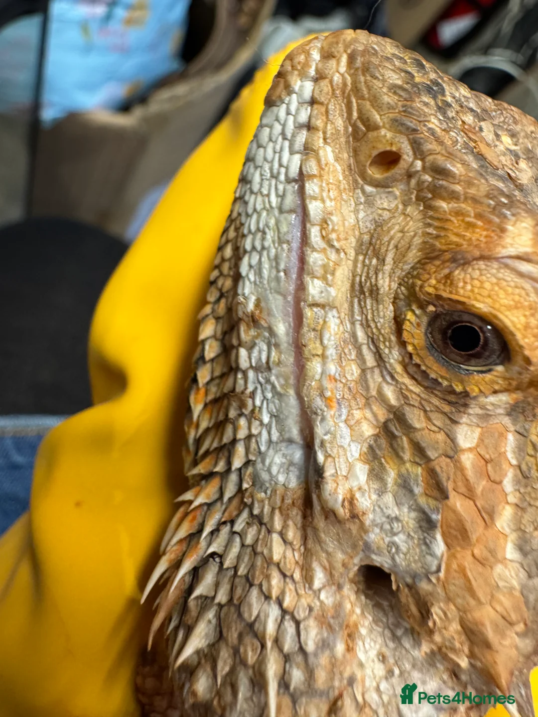 Bearded Dragon reptiles for sale: https://gofund.me/a7b816115 - Advert 5