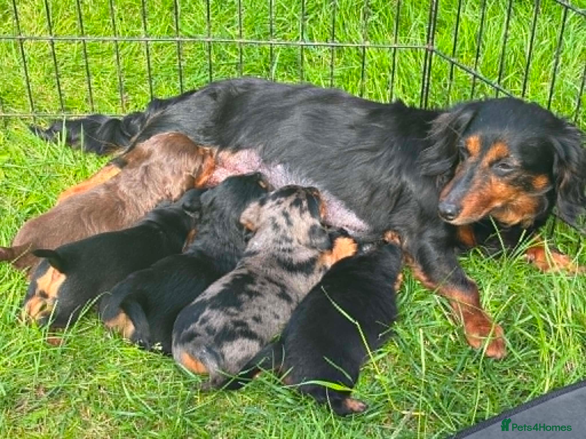 Dachshund dogs Dachshund puppies - Advert 1