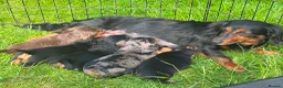Dachshund dogs for sale: Dachshund puppies in Leicester - Advert 1