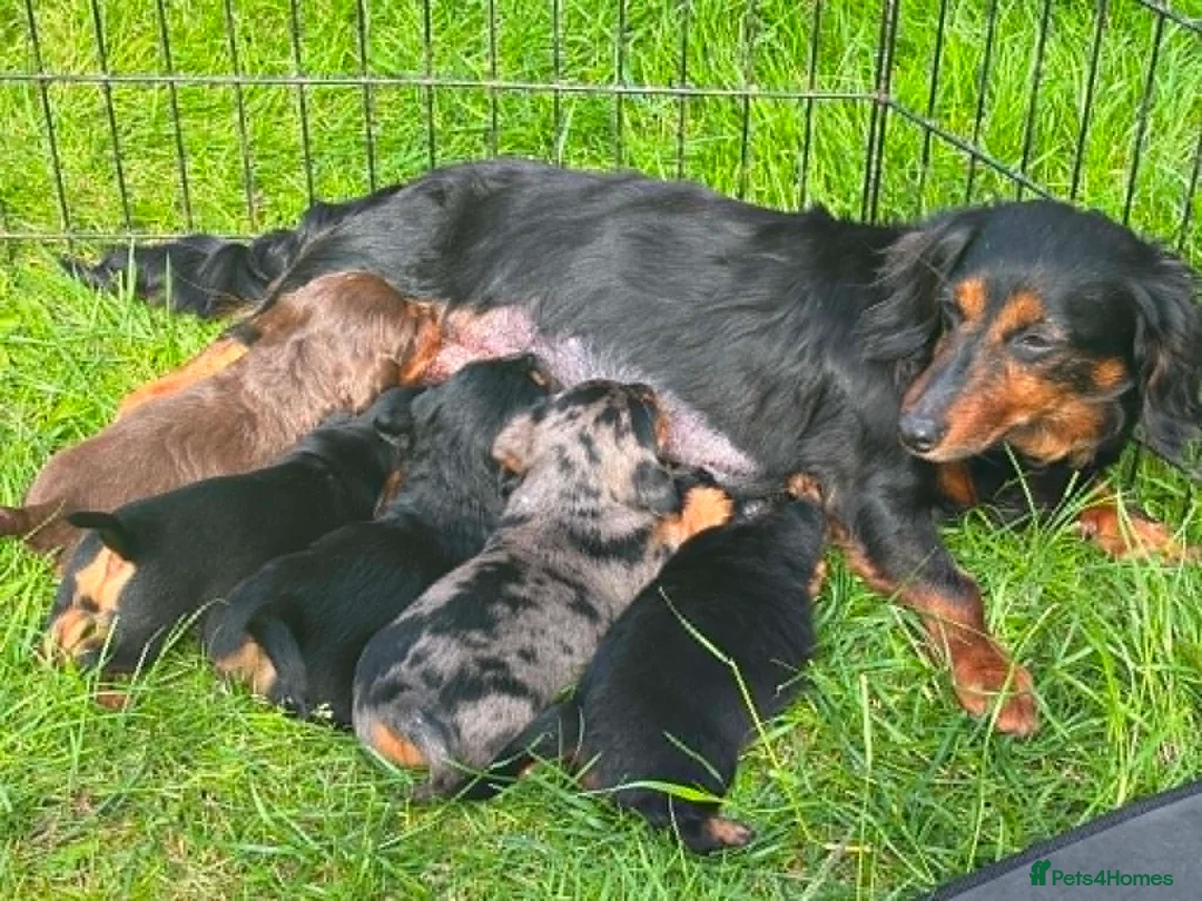 Dachshund dogs for sale: Dachshund puppies in Leicester - Advert 1