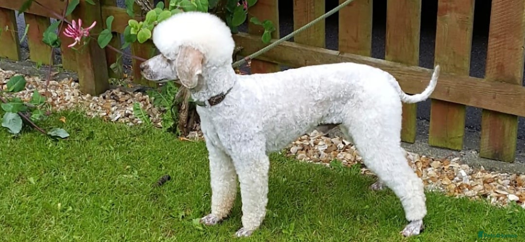 Sproodle dogs for sale: Springer spaniel x miniature poodle  - Advert 9