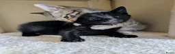 Mixed Breed cats for sale: Bengal mix kittens - Advert 9