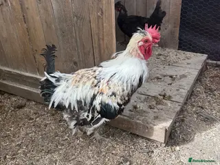 Chickens poultry 4x Shetland hens 1 roo -Critically endangered rare - Advert 1