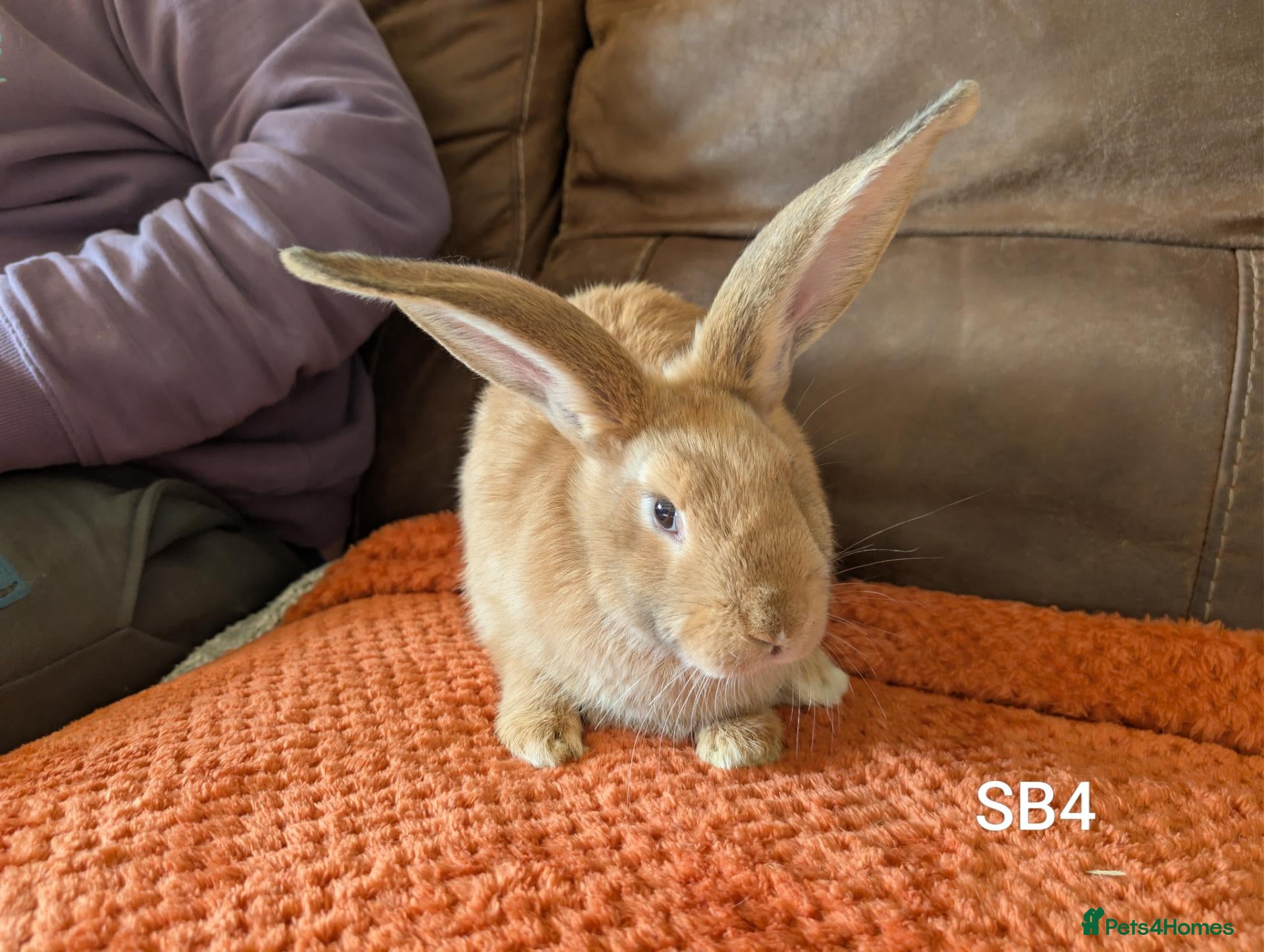 Continental Giant rabbits Beautiful continental giants  - Advert 1