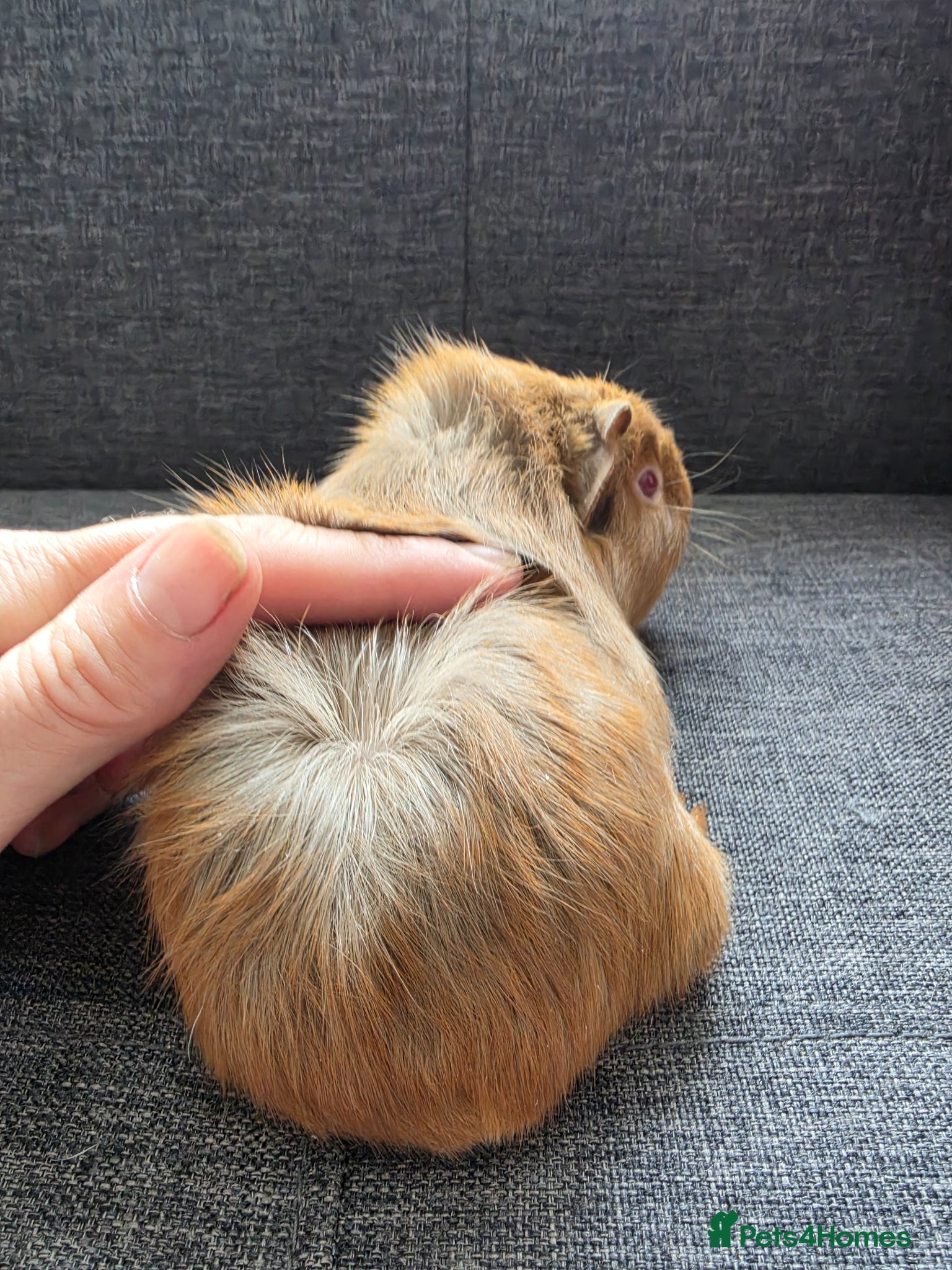 Guinea Pig rodents for sale: Boysx - Advert 4