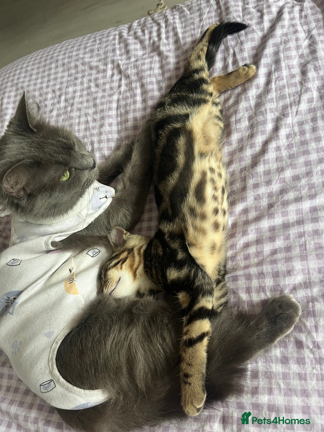 Bengal cats for sale: Gemini grey beauties - Image 31