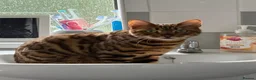 Bengal cats for sale: Male bengal  - Advert 6